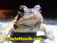/home//u458753944/public_html/sourcegallery//Roxborough Toad Detour/2022/2022-03-17/P3170862.JPG